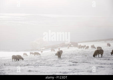 Schafe grasen an einem nebligen Wintermorgen auf Feldern voller Schnee. Eine Szene in den Hügeln des Peak District, Derbyshire, England. Stockfoto