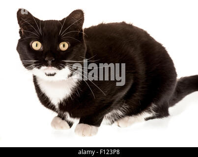 Hauskatze Stockfoto