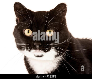 Schuss in den Kopf einer Hauskatze schwarz / weiß Stockfoto