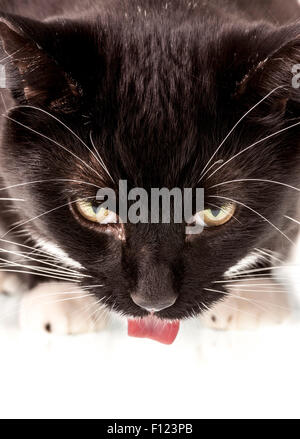 Nahaufnahme von schwarzen und weißen Hauskatze Kopf und Zunge Stockfoto