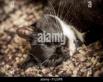 Kopfschuss von schwarzen und weißen Hauskatze auf eine gestrickte Decke schlafen Stockfoto