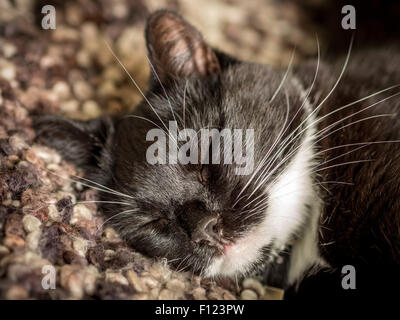 Schwarz / weiß Hauskatze auf eine gestrickte Decke schlafen Stockfoto