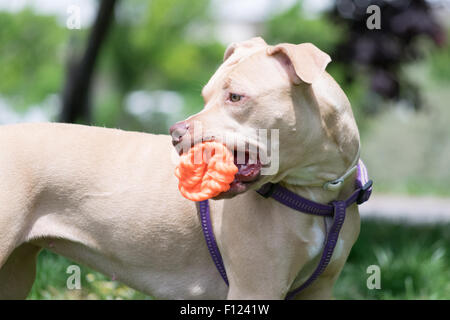 Süße amerikanische Grube Stier Terrier mit einem Ball spielt. Stockfoto