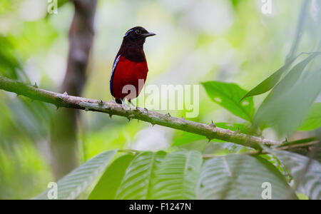 Black-headed Pitta (Erythropitta Ussheri), Kinabatangan Fluss, Sabah, Malaysia Stockfoto