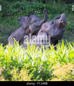 Juvenile Bornean Pygmäen Elefanten (Elephas Maximus Borneensis) spielen, Kinabatangan Fluss, Sabah, Malaysia Stockfoto