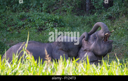 Juvenile Bornean Pygmäen Elefanten (Elephas Maximus Borneensis) spielen, Kinabatangan Fluss, Sabah, Malaysia Stockfoto