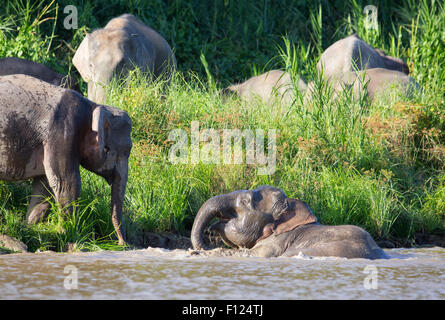 Bornean Pygmy Elefant (Elephas Maximus Borneensis) Schwimmen im Fluss Kinabatangan, Sabah, Malaysia Stockfoto