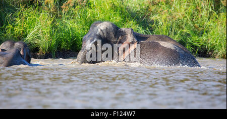 Bornean Pygmy Elefant (Elephas Maximus Borneensis) Schwimmen im Fluss Kinabatangan, Sabah, Malaysia Stockfoto