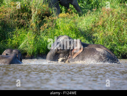 Bornean Pygmy Elefant (Elephas Maximus Borneensis) Schwimmen im Fluss Kinabatangan, Sabah, Malaysia Stockfoto