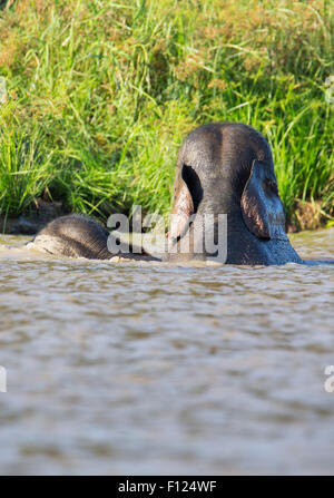 Bornean Pygmy Elefant (Elephas Maximus Borneensis) Schwimmen im Fluss Kinabatangan, Sabah, Malaysia Stockfoto