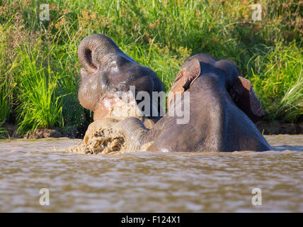 Bornean Pygmy Elefant (Elephas Maximus Borneensis) spielen und Schwimmen im Fluss Kinabatangan, Sabah, Malaysia Stockfoto