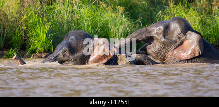 Bornean Pygmy Elefant (Elephas Maximus Borneensis) spielen und Schwimmen im Fluss Kinabatangan, Sabah, Malaysia Stockfoto