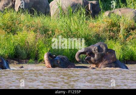 Bornean Pygmy Elefant (Elephas Maximus Borneensis) spielen und Schwimmen im Fluss Kinabatangan, Sabah, Malaysia Stockfoto