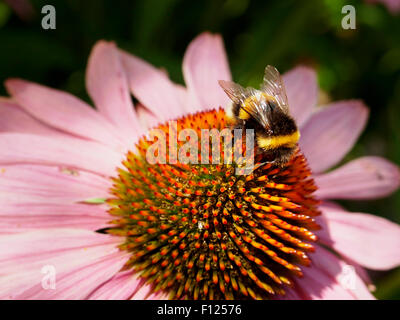 Eine gemeinsame Hummel (Hummel) sammelt Nektar über eine Echinacea (Sonnenhut) Blütenstand. Stockfoto