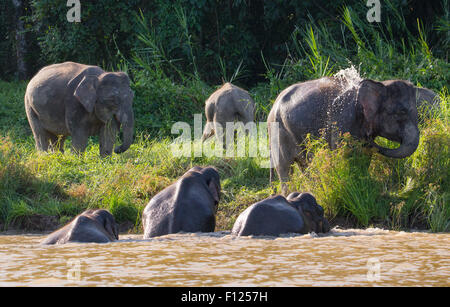 Bornean Pygmy Elefant (Elephas Maximus Borneensis) spielen und Schwimmen im Fluss Kinabatangan, Sabah, Malaysia Stockfoto