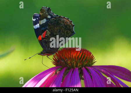 Red Admiral (Vanessa Atalanta) Fütterung auf eine Rudbeckia-Blume Stockfoto