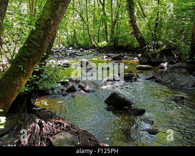 Bewaldete Schlucht des Flusses Rouvre unterhalb der spektakulären Roche d'Oëtre Abgrund in Norman Schweiz, Normandie, Frankreich Stockfoto