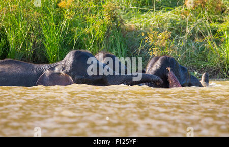 Bornean Pygmy Elefant (Elephas Maximus Borneensis) Schwimmen im Fluss Kinabatangan, Sabah, Malaysia Stockfoto