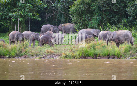 Herde von Bornean Pygmäen Elefanten (Elephas Maximus Borneensis), Kinabatangan Fluss, Sabah, Malaysia Stockfoto