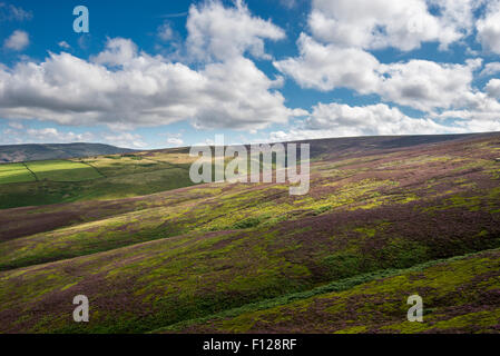 Weite des offenen Moorlandschaften bedeckt in Heather über Glossop in Derbyshire, England. Stockfoto