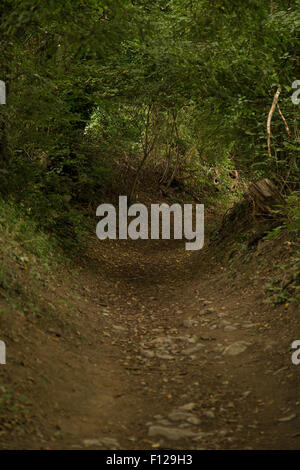 natürliche Galerie von überhängenden Zweigen im Wald bei Maienfeld Schweiz Stockfoto