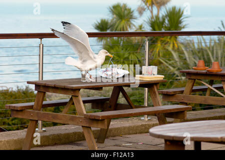 Möwen (Laridae) Aufräumvorgang für Lebensmittel aus Platte links außen am Tisch im Ness Hotel in Shaldon, Devon, England Stockfoto