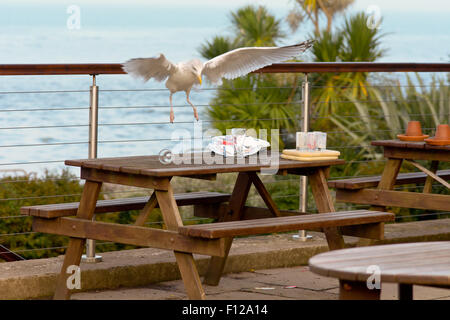 Möwen (Laridae) Aufräumvorgang für Lebensmittel aus Platte links außen am Tisch im Ness Hotel in Shaldon, Devon, England Stockfoto