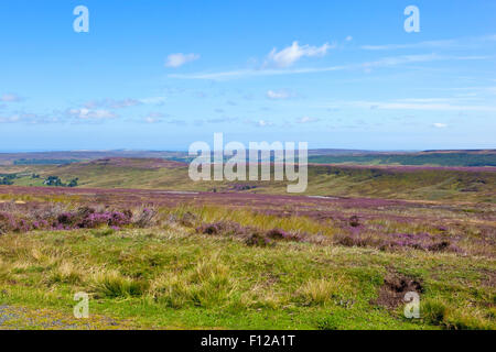 Moorlandschaft mit lila blühende Heide in Westerdale Moor auf die North York moors im August. Stockfoto