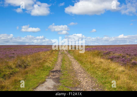 Eine steinige Moorland track mit lila blühende Heide auf Westerdale Moor in den North York Moors National Park im August Stockfoto