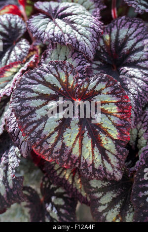 Begonia 'Feuerwerk' verlässt Stockfoto