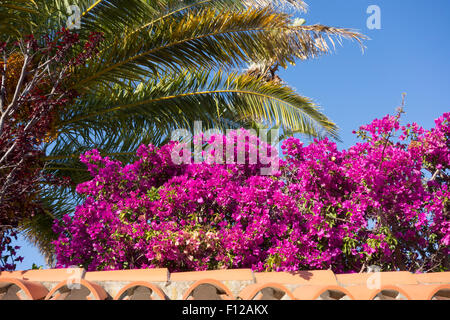 Schöne tropische violetten Bougainvillea Blumen Stockfoto