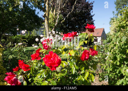 Rote Rosen in einem englischen Landhaus-Garten Stockfoto