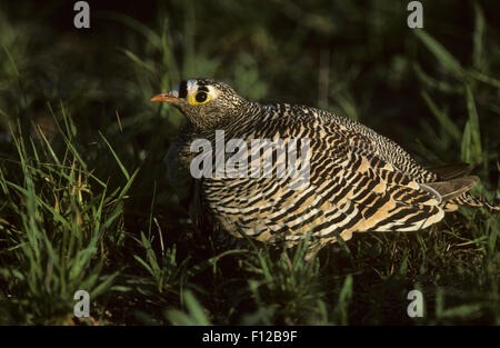 Lichtensteins Sandgrouse (Pterocles Lichtensteinii) erwachsenen männlichen Samburu Game Reserve Kenia Stockfoto