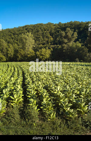 Jungen Tabakpflanzen wachsen in Feld, Lot-Tal, Frankreich Stockfoto