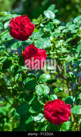Drei rote Rosen im Garten Stockfoto