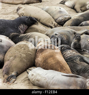 Häutung See-Elefanten Lounge am Strand von Piedras Blancas See-Elefanten Kolonie in der Nähe von San Simeon, California Stockfoto