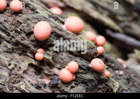 Wolfs Milch Slime Mold Lycogala epidendrum Stockfoto