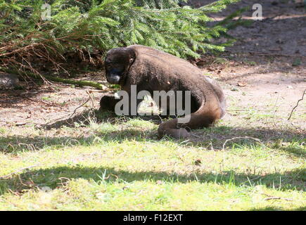 Braun oder Humboldts wollige Affen (Lagothrix Lagotricha) auf dem Boden Stockfoto