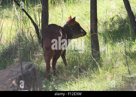 Südlichen Pudú Hirsch (Pudu Puda), ursprünglich aus den unteren Bereichen der südlichen Anden von Chile und Argentinien, weltweit kleinsten Hirsche Stockfoto