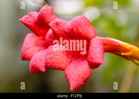 Blumen der selbst anhaftende Trompete Rebe, Campsis radicans Stockfoto