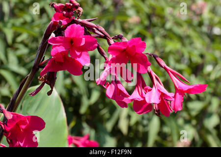 Leuchtende rosa Blüten über die Banane wie Laub von riesigen mehrjährige, Canna X iridiflora "Ehemanii" Stockfoto