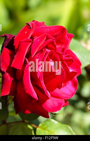 Einzelne Blume der Hybrid Tea Rose, Rosa "Tiefes Geheimnis" Stockfoto