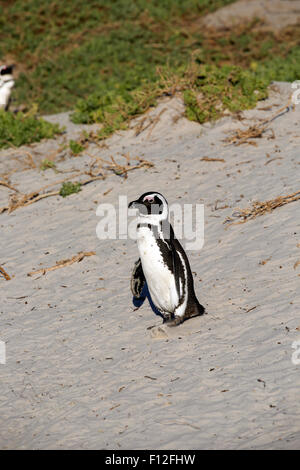 Afrikanische Pinguin (Spheniscus Demersus) am Sandstrand zu Fuß zum Meer Stockfoto