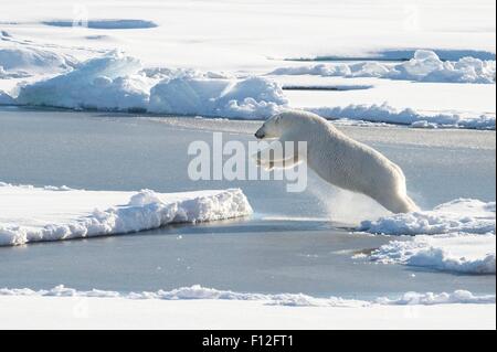 Ein Eisbär springt über eine Eisscholle 23. August 2015 im arktischen Ozean. Der Bär wurde während des Betriebes Geotraces Bemühen um die Verteilung der Spurenelemente in den Weltmeeren studieren beobachtet. Stockfoto