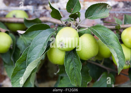 Malus Domestica. Apple Warner König ausgebildet gegen eine Wand. Stockfoto