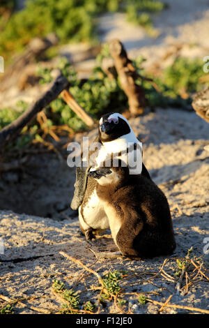 Afrikanische Pinguin (Spheniscus Demersus) Mutter und Küken am Boulders Beach Kolonie, Simons Town Stockfoto