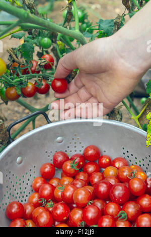 Nahaufnahme von einer weiblichen Hand Kommissionierung reif; Bio Cherry-Tomaten aus einem sterbenden Weinstock im Spätsommer Garten Stockfoto