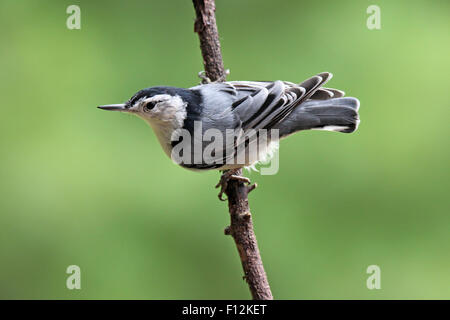 Ein männlichen weißen Brüsten Kleiber (Sitta Carolinensis) hocken auf einem Ast Stockfoto