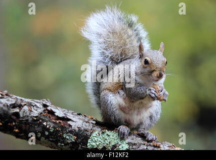 Amerikanische graue Eichhörnchen (Sciurs Carolinensis) sitzt auf einem Ast im Herbst Essen eine Nuss Stockfoto