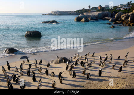 Afrikanische (Spheniscus Demersus) Pinguinkolonie bei Boulders Beach, Kapstadt Stockfoto